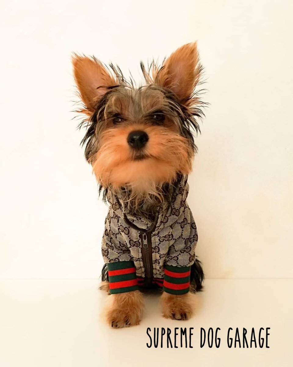 SDGShop's tweet photo. Keep calm and put jacket on ❤✌
@picture._.giada._.photo

Follow @SDGShop 🥰

Get your GG dog jacket here 👉 https://t.co/ldJU3hTcrR

#dogjacket #dogjackets #doglove #gucci #guccidog #dogstyle #dogfashion #guccidogs #dogoutfit #supremedoggarage #dogsoftwitter #yorkie #yorkies https://t.co/YqMVXSJtW0