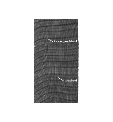 FGBNMS's tweet photo. X is for #Xray!
We can learn the age of coral colonies by X-raying #CoralCores to see the annual growth lines.
https://t.co/yZVQI7luhK
#AlphabetDays https://t.co/uRX2MLrw4S