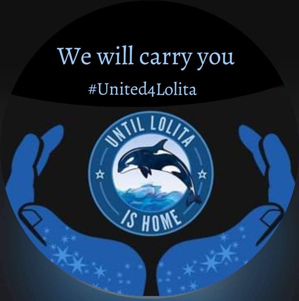 Today, 07.10.2022 is a sad day for everyone who loves #Lolita (Sk'ali Ch'elh-tenaut - #Tokitae): 🥹 She is seen listing in her shallow tank.💔😢The water is a darker green than usual. Keep praying for her release 🙏
orcanetwork.org
#United4Lolita #BoycottMiamiSeaquarium