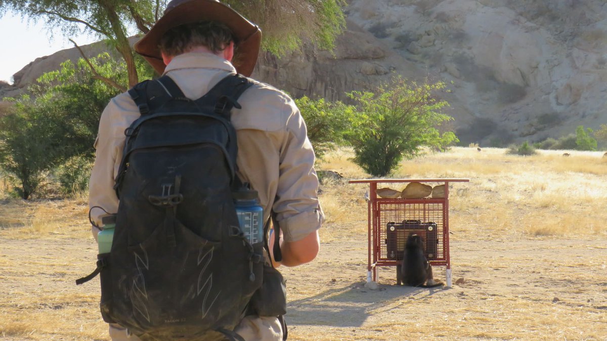 si_monkeys's tweet photo. #IAmABiologist who follows baboons in the Namibian desert with @UCLanthropology @ZSLScience . With touchscreens that reward them with banana flavoured treats for pressing circles, I’m trying to understand how animals learn and how social learning pushes evolution! #SweatyScience https://t.co/MOgGqOLPRC