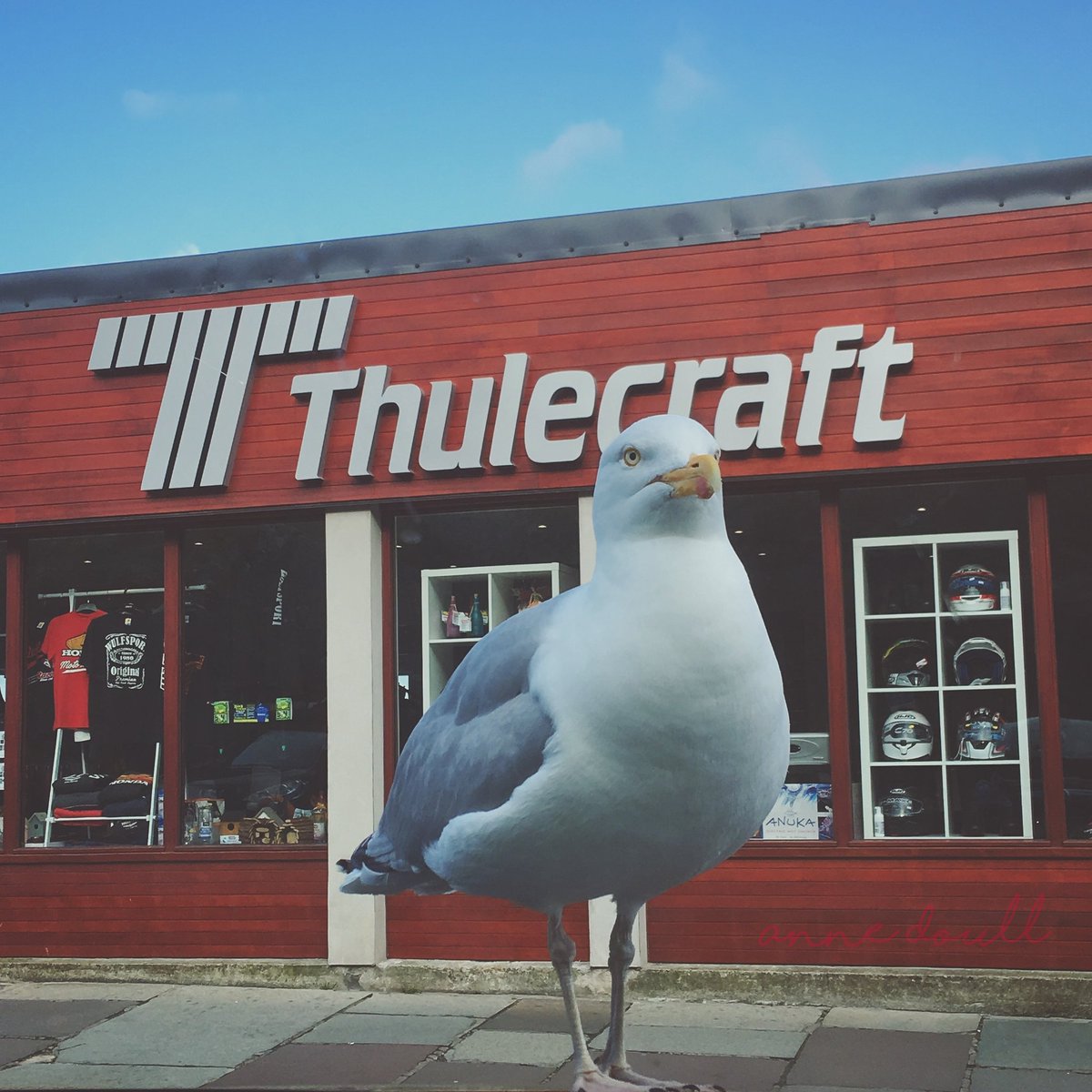 filskitfergie's tweet photo. @Freyeph @tomhines10 @birdman1066 Birds in Shetland are massive! Met this guy walking along our street last summer... 😉 https://t.co/WwtFnaFA88