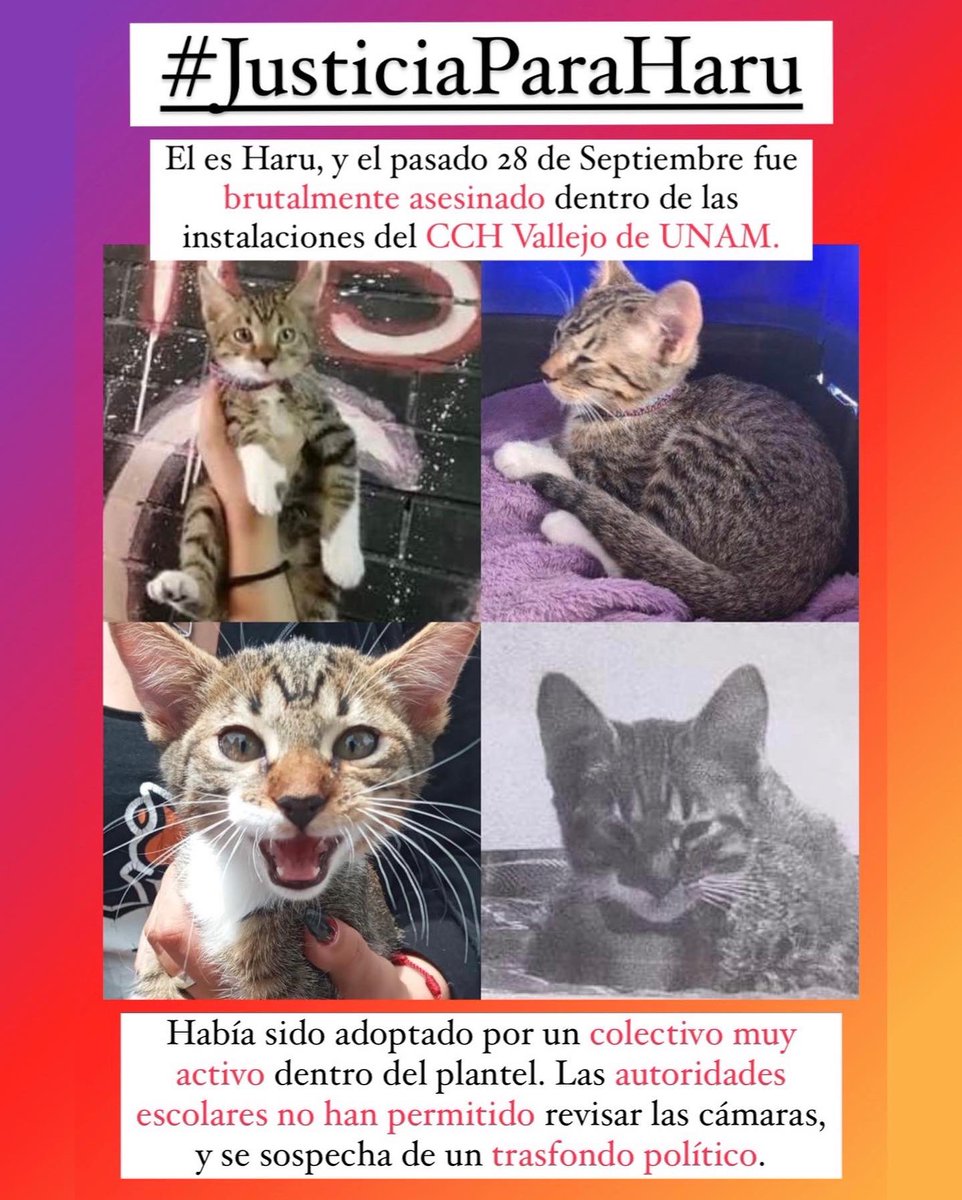 GatitosVsDesig's tweet photo. Miau😡😡😡🔥🔥🔥🔥

#JusticiaParaHaru
El es Haru, y el pasado 28 de Septiembre fue brutalmente asesinado dentro de las instalaciones del CCH Vallejo de UNAM.🧵 https://t.co/a96oeo4G5O