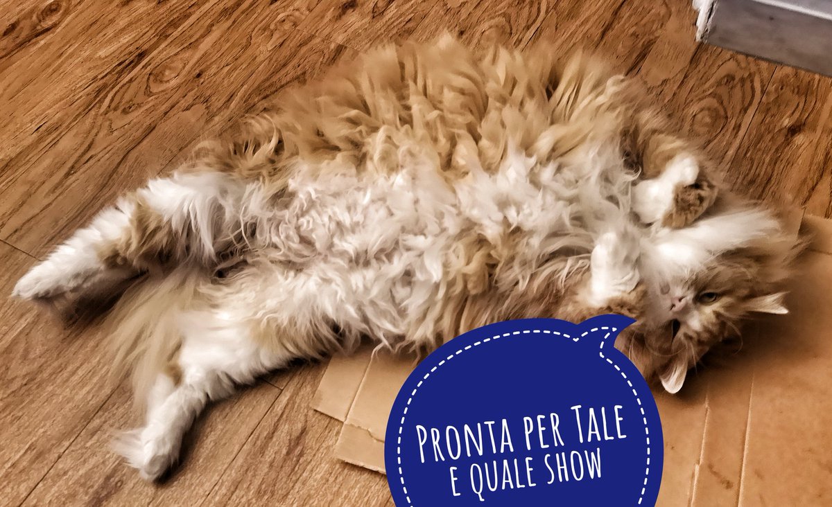 Wonderissima's tweet photo. @taleequaleshow
Mila è prontissima!
Mi pare evidente. Più "puffosa" e impiumata di Malgy!
#taleequaleshow @carlocontifans @InfoMalgioglio https://t.co/WlprUwgj05