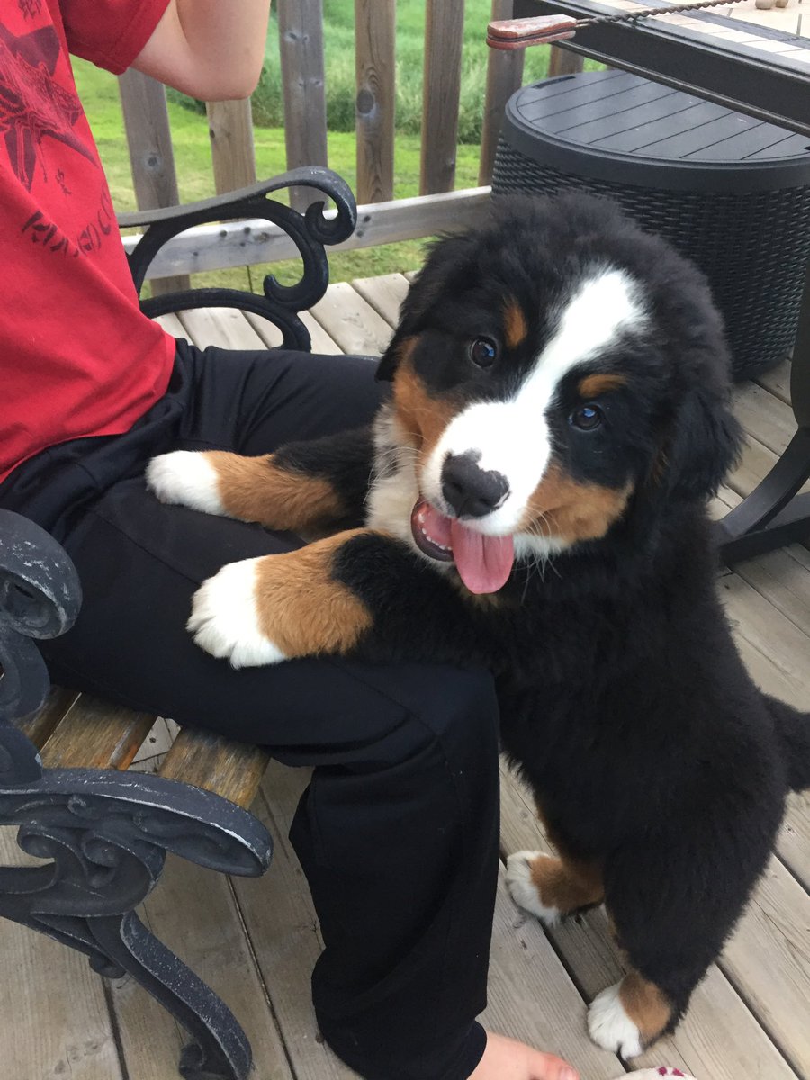 Timeline cleanse!!!
(Paws it on!!)