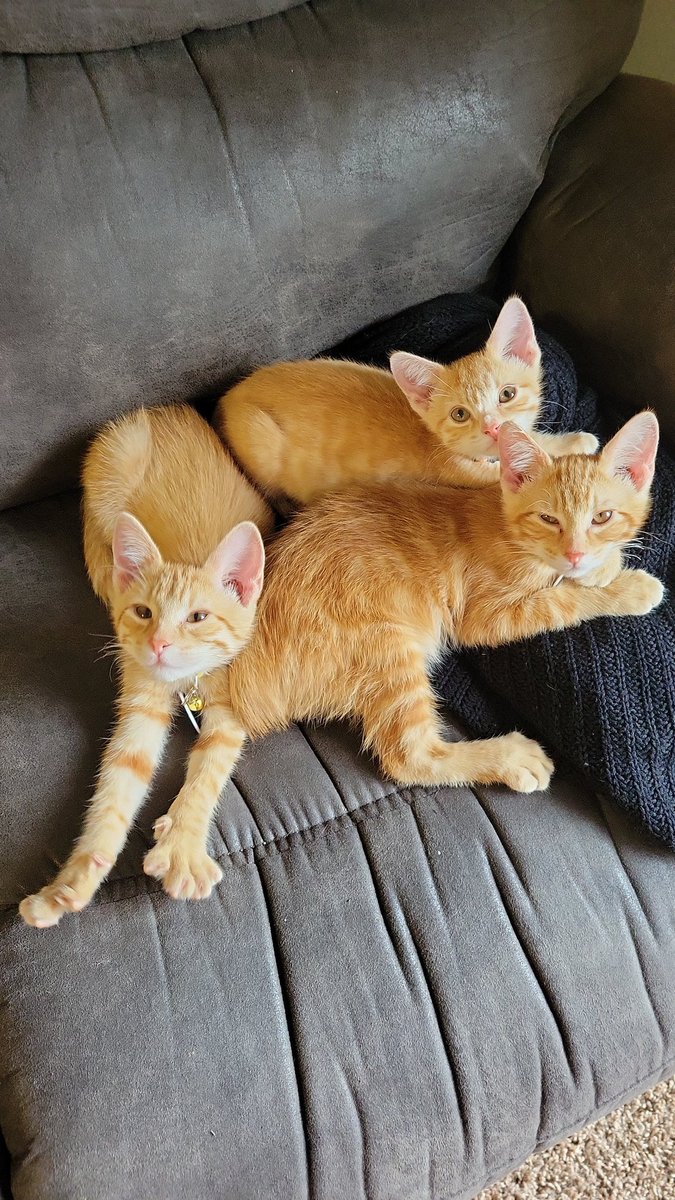 loserimacritic's tweet photo. @agador4 @feederofcats Of course they are 🥴 https://t.co/WEvOQx8z4P
