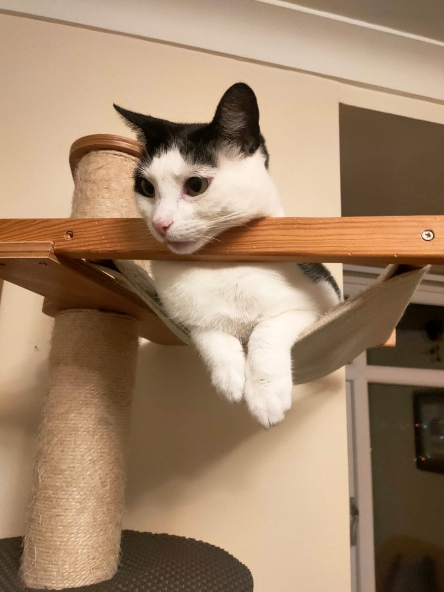 We are still looking for a home for India, she's a young adult and can be a bit temperamental. Seems to prefere male humans to the female type of human...
Please help us find her a suitable home!!
#AdoptDontShop #Yorkshire #UK #rescuecats #CaturdayEve