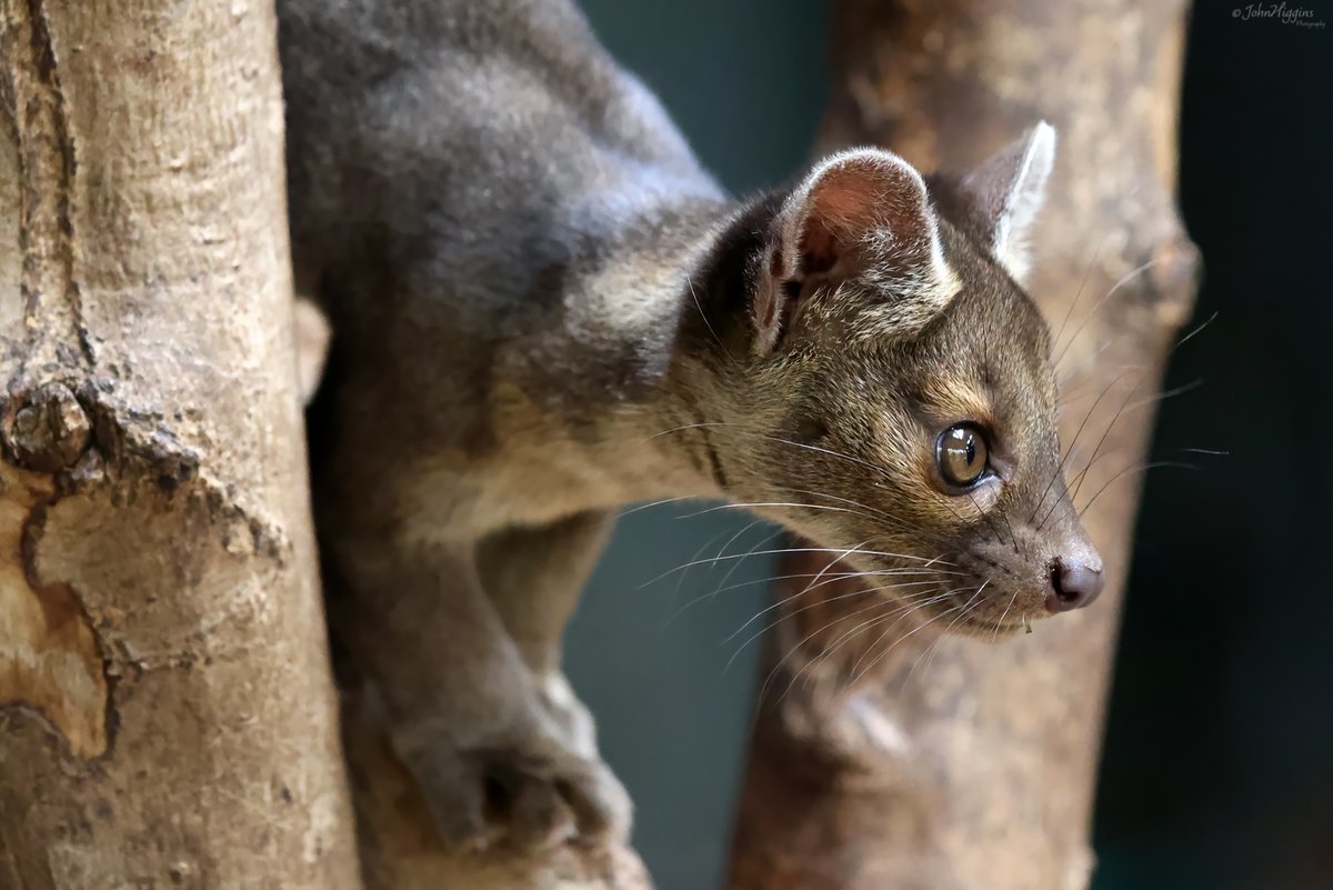 johnhiggins777's tweet image. Had a trip out to the Zoo today to see the new Fossa Pups. They are absolutely incredible, full of beans, never sitting still, which makes photographing them quite the challenge @chesterzoo #Fossa #Fossapups