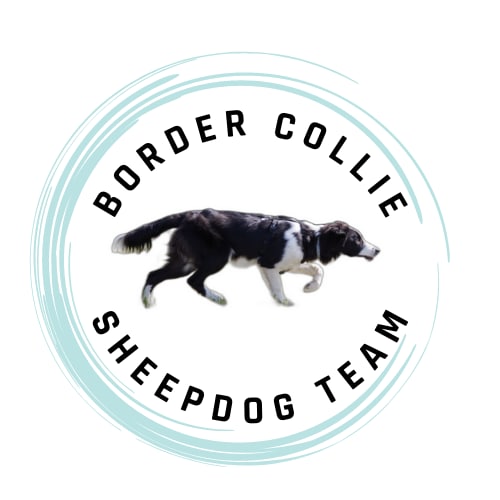 Chiara_Steel's tweet photo. New #logo by #me!! 
#LogoDesign #logomaker #myself https://t.co/21RxV5qwJY