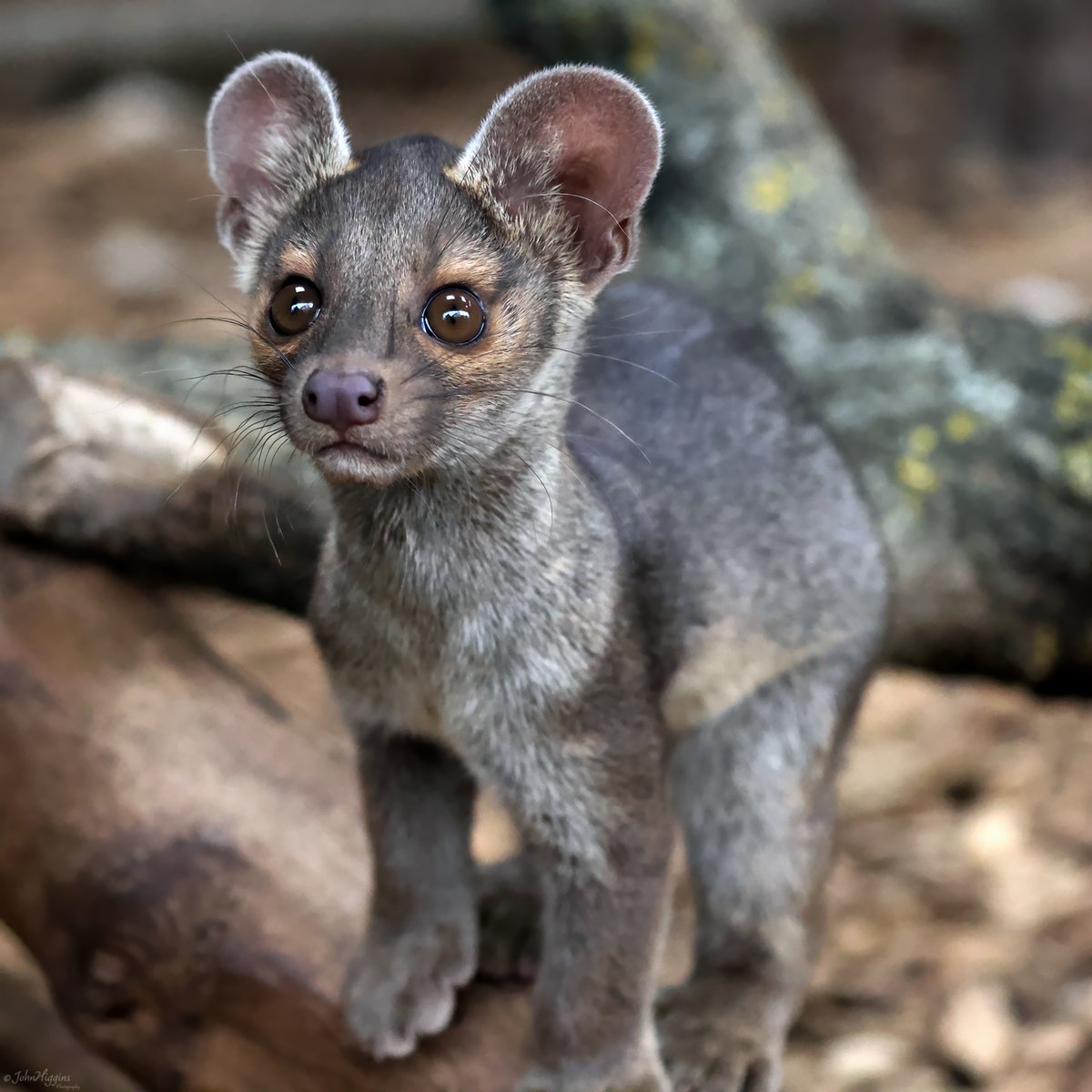 johnhiggins777's tweet image. Had a trip out to the Zoo today to see the new Fossa Pups. They are absolutely incredible, full of beans, never sitting still, which makes photographing them quite the challenge @chesterzoo #Fossa #Fossapups