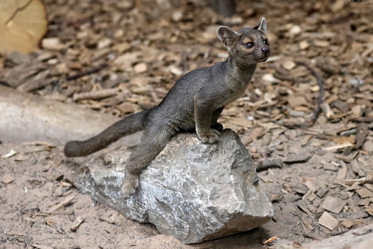 johnhiggins777's tweet image. Had a trip out to the Zoo today to see the new Fossa Pups. They are absolutely incredible, full of beans, never sitting still, which makes photographing them quite the challenge @chesterzoo #Fossa #Fossapups