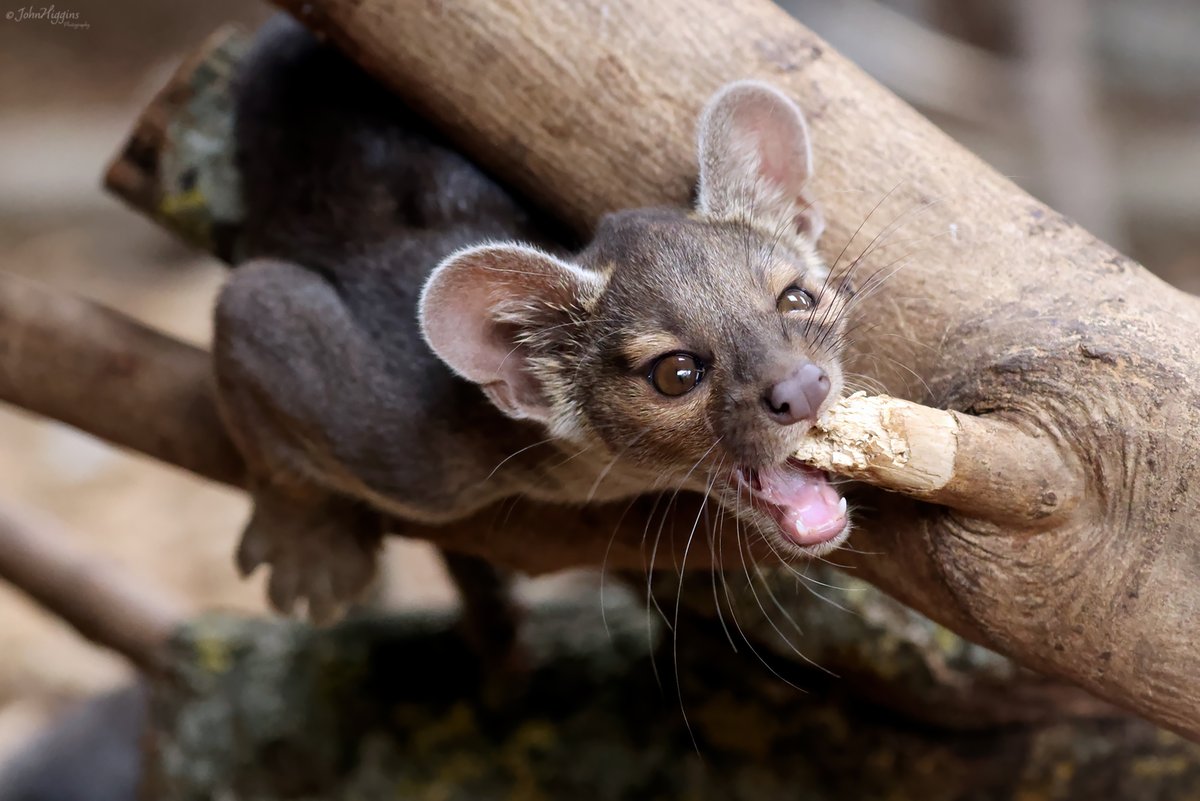 johnhiggins777's tweet image. Had a trip out to the Zoo today to see the new Fossa Pups. They are absolutely incredible, full of beans, never sitting still, which makes photographing them quite the challenge @chesterzoo #Fossa #Fossapups