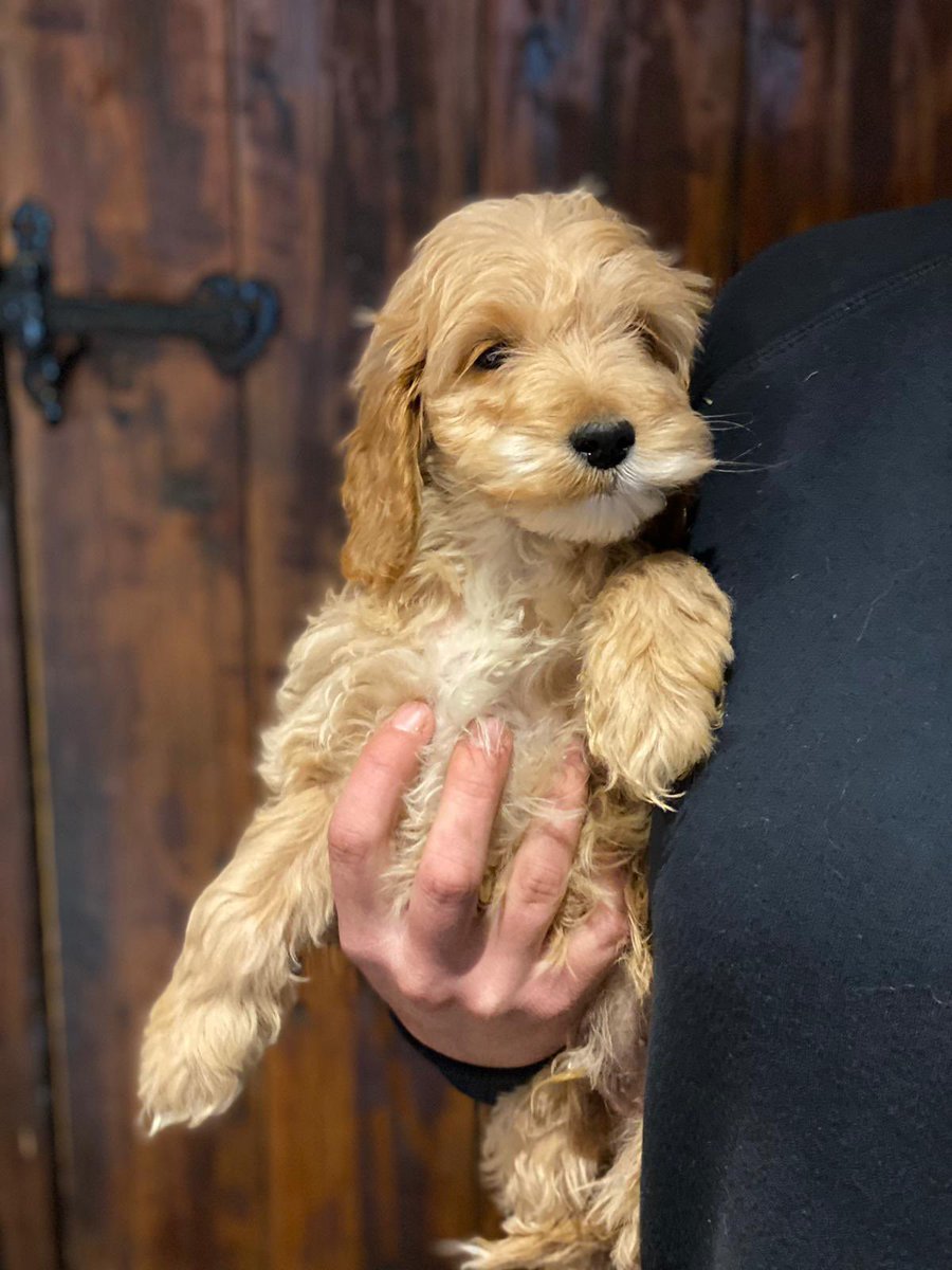 caggly's tweet photo. @ukneurosurgeon I’m picking up our cockerpoo puppy on Tuesday- Max #therapy 🥰 https://t.co/a1JlnSxHNo