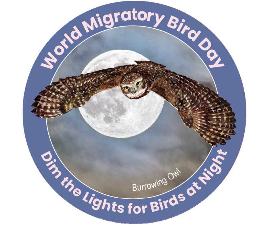UN's tweet photo. On Saturday's #WorldMigratoryBirdDay, see how all of us can help reduce light pollution, which contributes to the death of millions of birds every year. https://t.co/zS7idJ8gKQ via @_UNChronicle https://t.co/LGbTkzbEgU