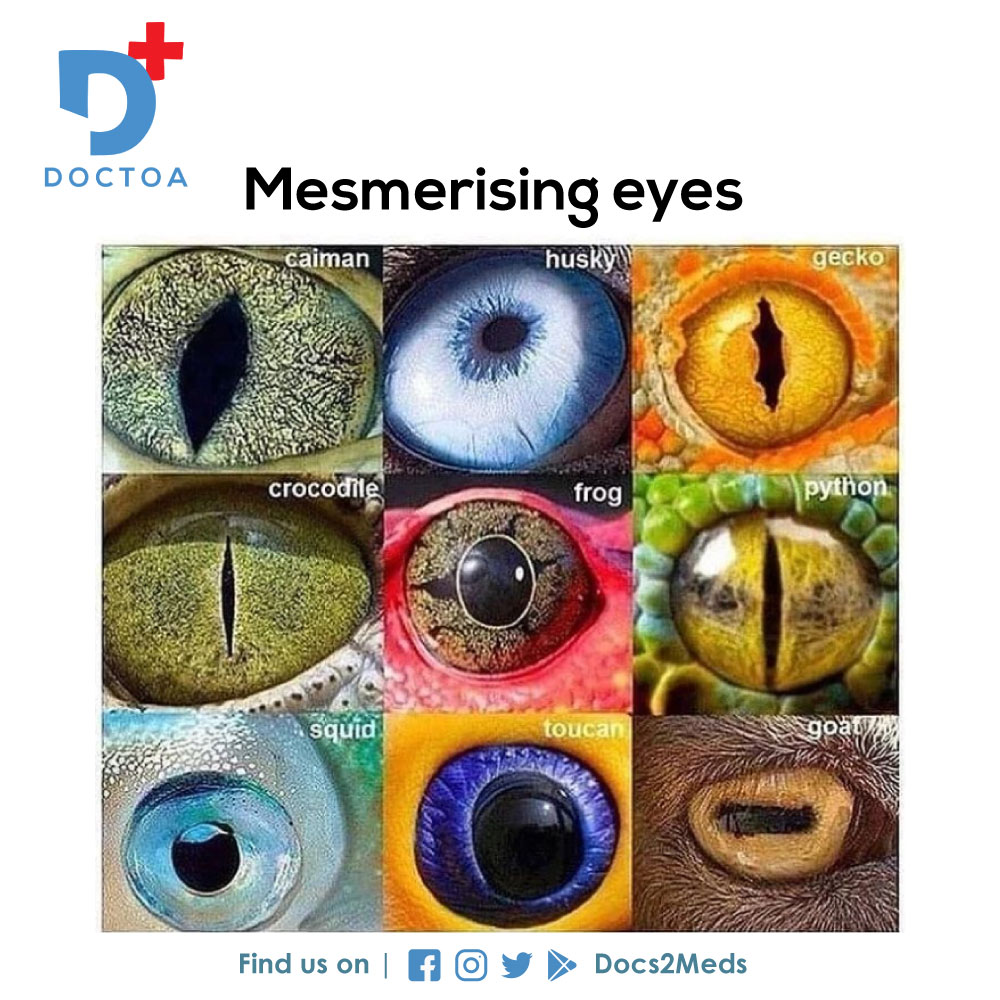 docs2meds's tweet image. Eyes speak a lot. Here are the clear views of the eyes of some interesting animals!

Follow @docs2meds for more

#eyes #view #animals #eyesofanimals #animaleyes #eyeview #eyephotography #medical #animalstudy #animalanatomy #docs2meds #doctoa #sanjeevani #healthcare #like #comment