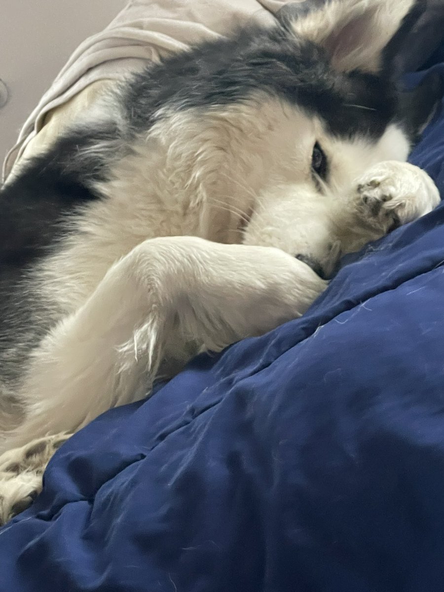 Slaylols's tweet photo. @eeshalol Big dogs https://t.co/8heWpz2i9d