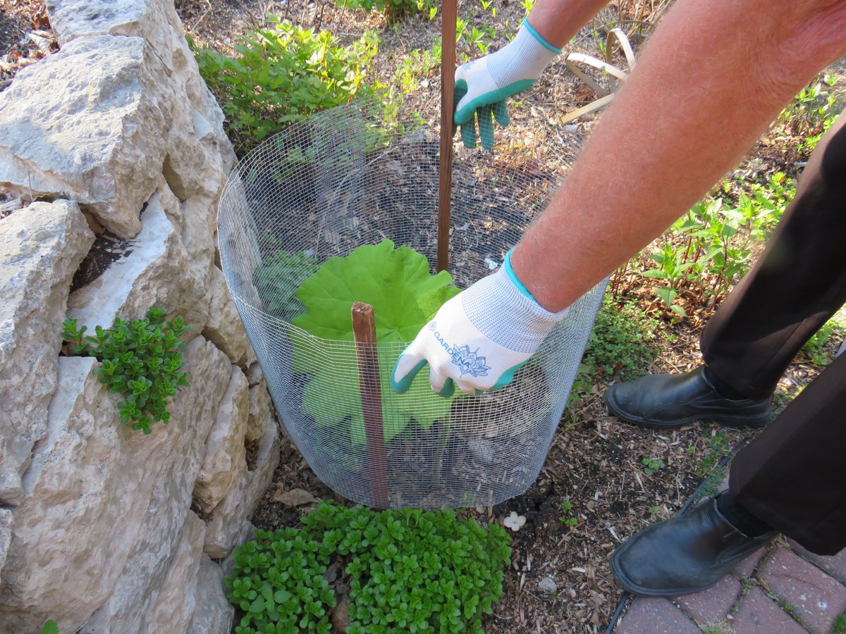 October in the garden: An Autumn-to-do-list (&amp; a don't-bother-doing list) filled with timely tips for putting your garden to bed including how to protect tender plants for the winter, pest deterrents &amp; much more for cold climate gardeners! winnipegfreepress.com/briefings/octo…

#gardeningtips