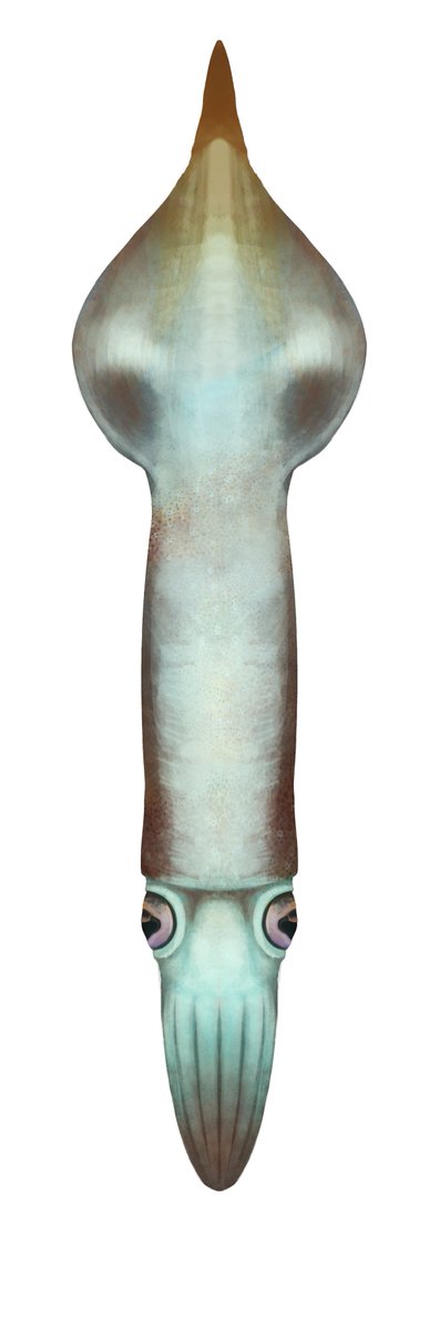 Marsh (THIS ACCOUNT IS A SAFE SPACE FOR MIMICS) (@MantisMan20) on Twitter photo 2022-10-07 19:33:02 H. hastatus is a species of the genus Hibolites. Hibolites is a belemnite like all the other things I've been painting recently please help I cant stop painting belemnites
#cephalopod #paleoart #marinebiology #paleontology H. hastatus is a species of the genus Hibolites. Hibolites is a belemnite like all the other things I've been painting recently please help I cant stop painting belemnites
#cephalopod #paleoart #marinebiology #paleontology