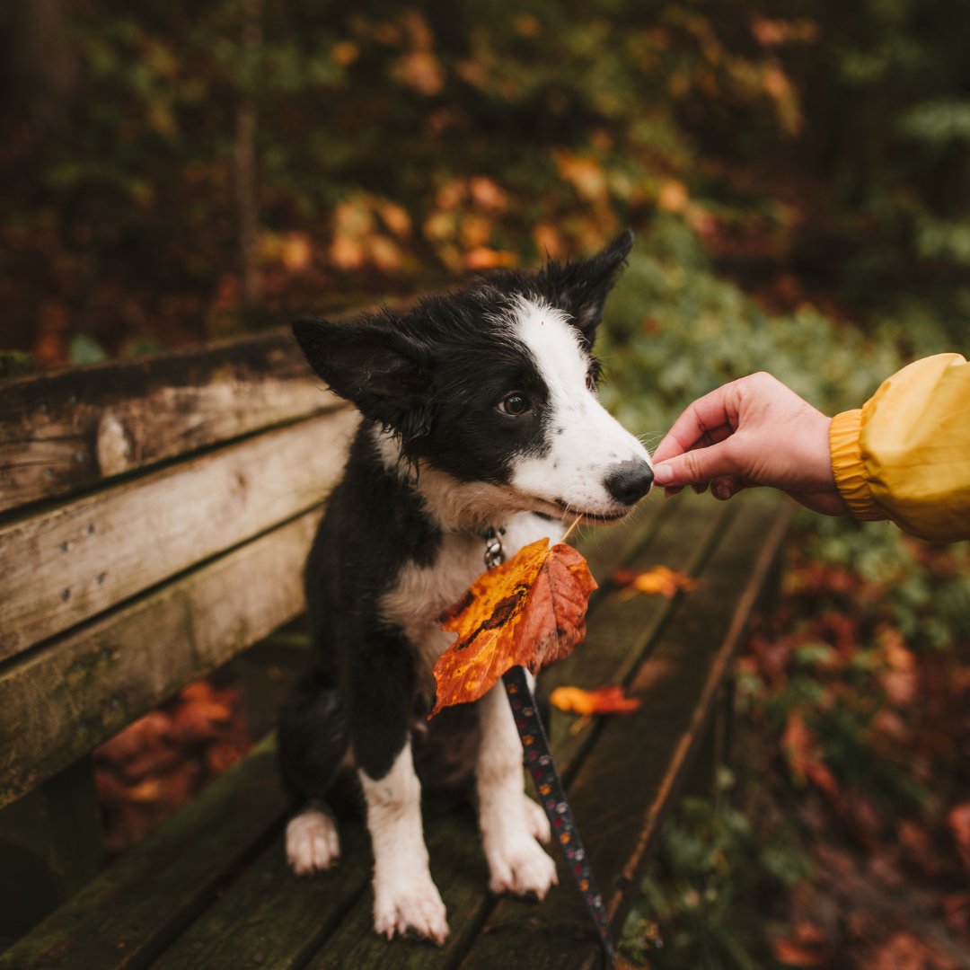 JTWinnipeg's tweet photo. We love fall, most of all 🍂
.
#JohnstonTerminal #TheForks #Winnipeg #Winnipeglocal #Spring #Manitoba #October #shoplocal #meetmeattheforks #Fall https://t.co/VxXMGuvI3K