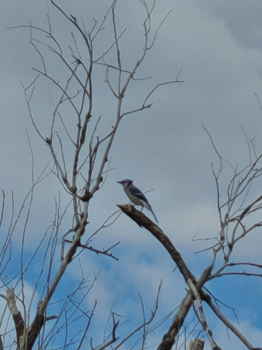 Leif Bakken tweet media