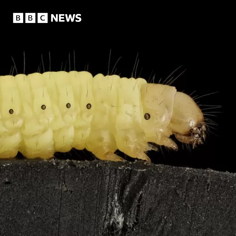 BBCWorld's tweet photo. Plastic which usually takes years to degrade is broken down in one hour with worm drool