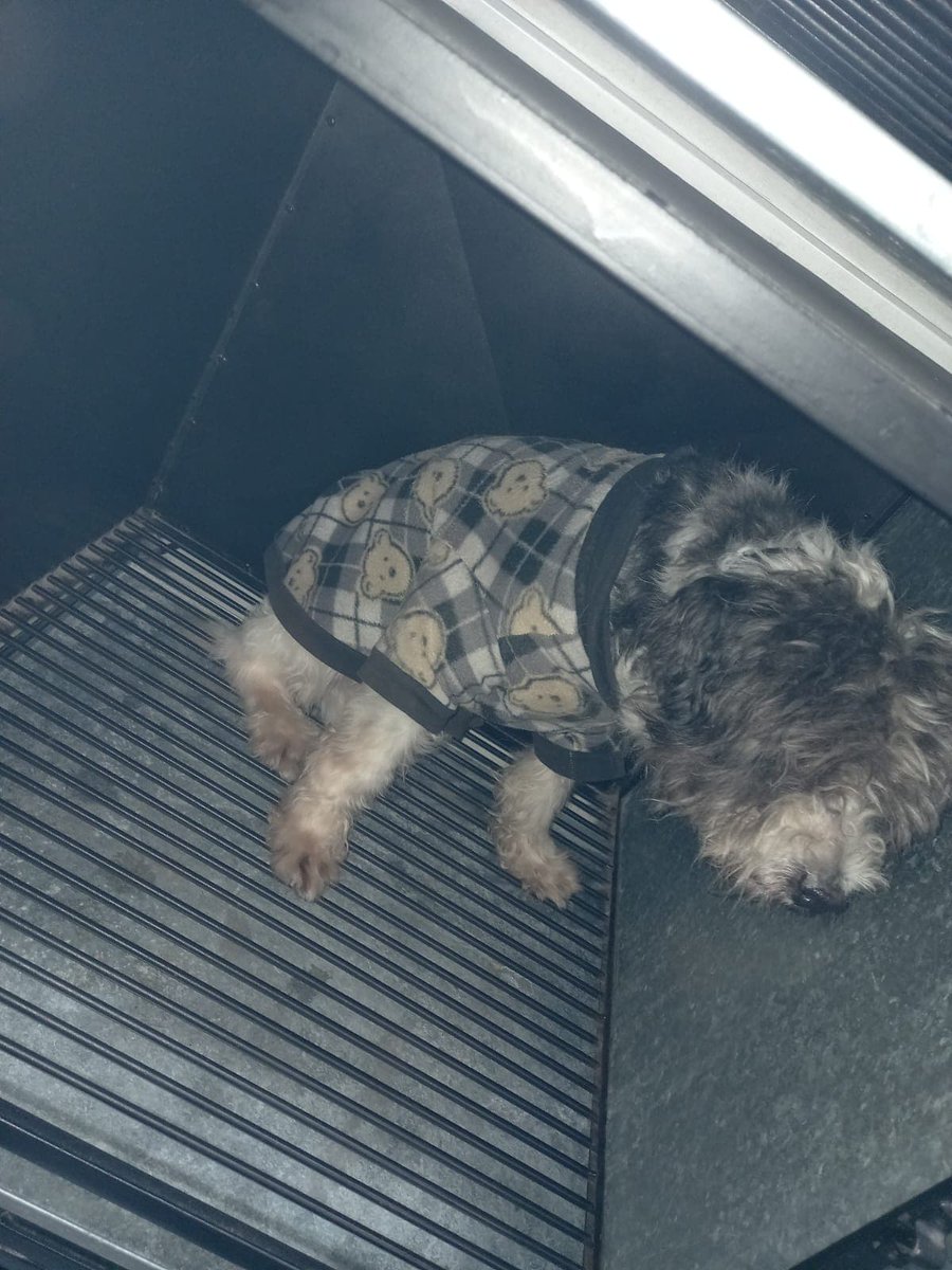 SE BUSCA A SU FAMILIA...AYUDA !!!

Se encontró sobre eje 3, entre Av. Recreo y Plutarco.

Esta resguardado.

Para informes escribir al whatsapp: 5522128204