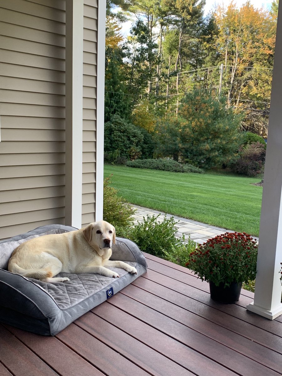 BASSnNH07's tweet photo. Good Ol’ Dog https://t.co/EzwbbJhJu1