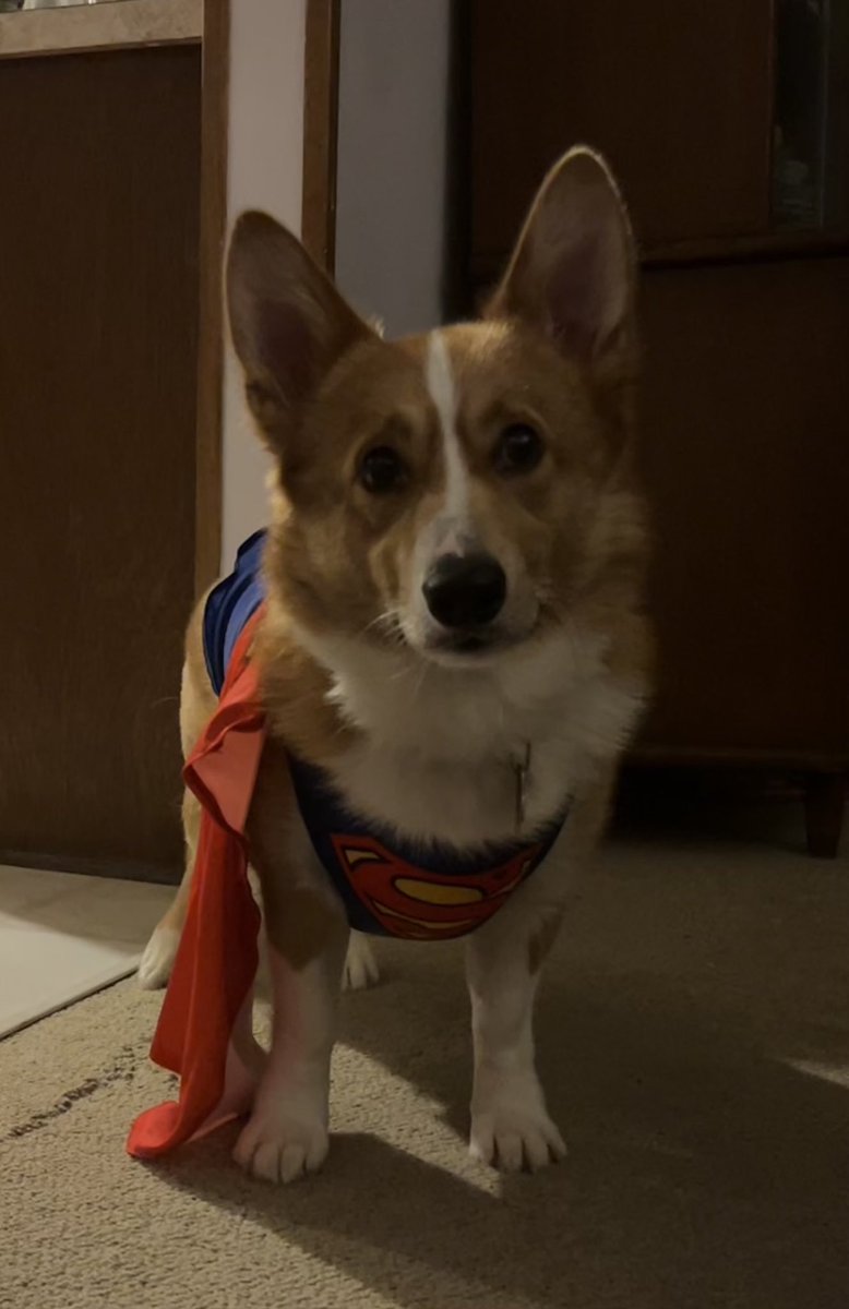 Walter_Corgi's tweet photo. It’s a 🦜! It’s a ✈️! It’s SUPERWALT! Of course it’s not a bird because if it was I’d be chasing it.  #CorgiCrew https://t.co/na6MYz4JK5