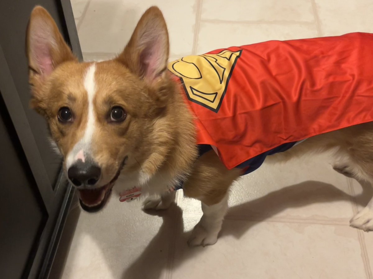 Walter_Corgi's tweet photo. It’s a 🦜! It’s a ✈️! It’s SUPERWALT! Of course it’s not a bird because if it was I’d be chasing it.  #CorgiCrew https://t.co/na6MYz4JK5