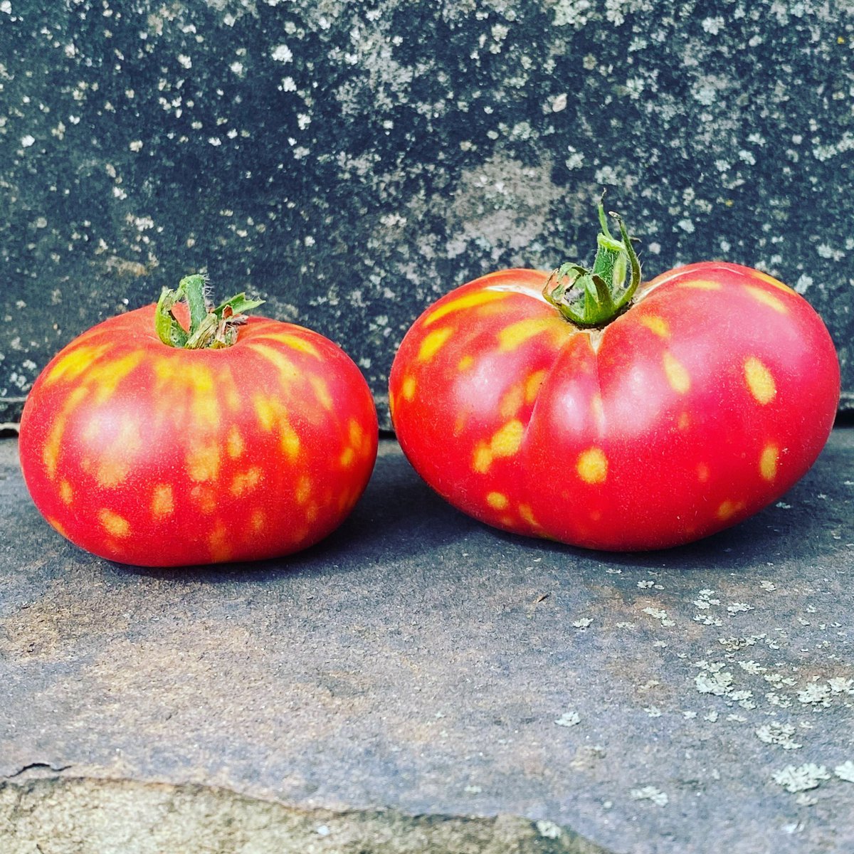kctomato's tweet photo. 🤔ok Occam’s razor makes me think “insect damage” but other factors do not necessarily fit that reasoning. I made a video to post later on why. It’s F2 material and I have seen similar or “pox” like traits before but none like this 🤷🏼‍♂️ Tastes fine.  #seeingspots https://t.co/InrPBGQflt