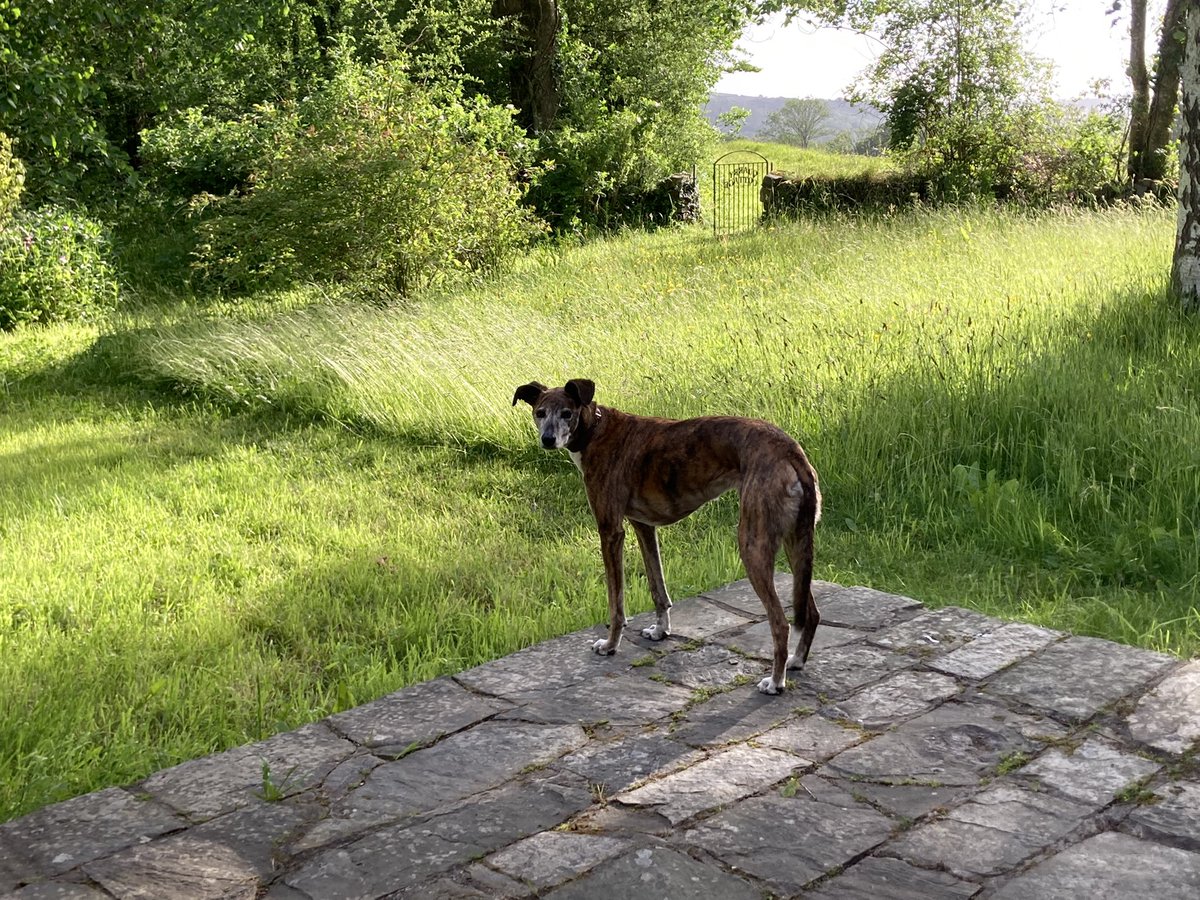 Cardiff friends.About an hour ago Molly was spooked by fireworks in Llandaff Fields, bolted and was hit by a car on Pen Hill road junction with llanfir road. She was last seen running towards Cowbridge road. Any sightings or news please let me know 07966527453 Tom