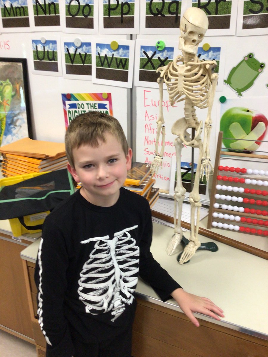 MrsGraceGreen's tweet photo. Someone's eager to learn about the skeletal system! https://t.co/9EISbkEGjc
