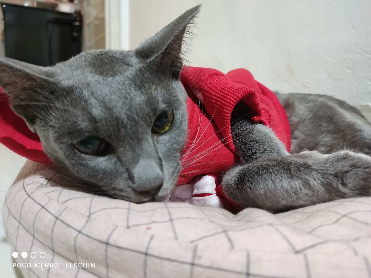 Ellischin's tweet photo. Ayo mari kita bantu Kuro untuk membasmi virus FIP

Kondisi kuro sudah mulai memperparah akibat penyebaran virus FIP. Mari bersama kita bantu galang dana untuk Kuro supaya bisa sehat kembali 🙏🙏🙏

https://t.co/68M8rrRwIl https://t.co/Bn4IXDpJsd