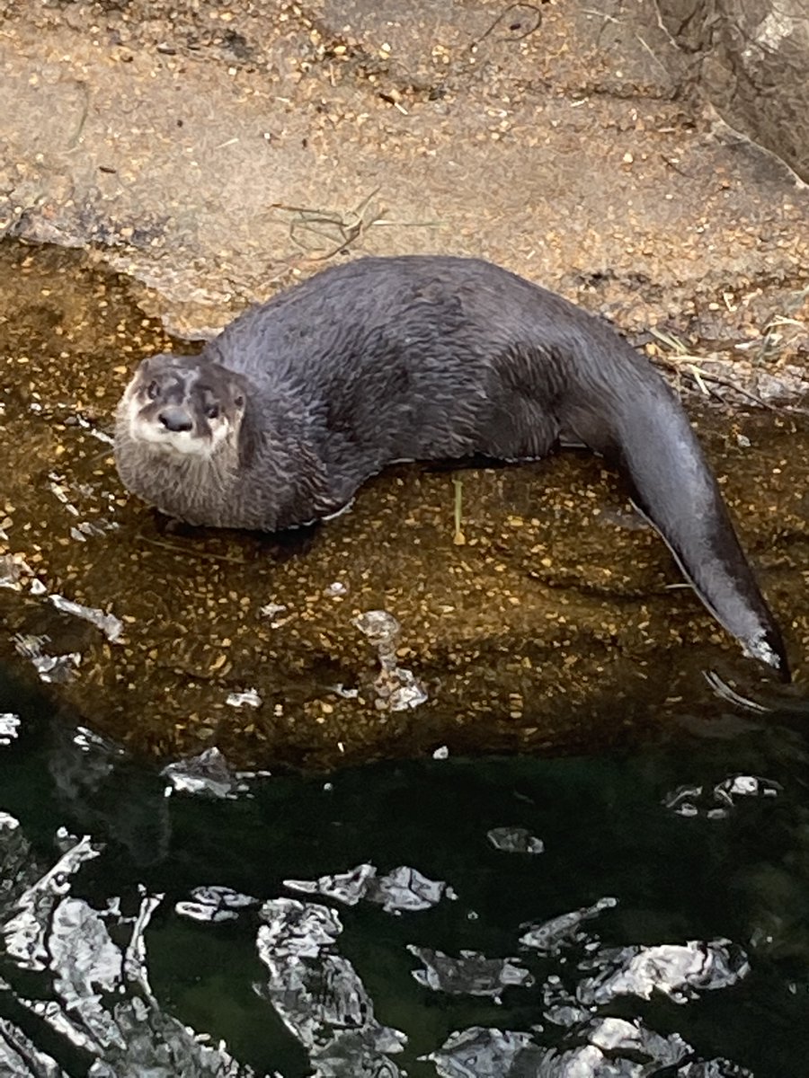 stlzoo's tweet photo. We are sad to share that beloved North American river otter Grover died at age 19 due to heart disease. He was an amazing ambassador for the Zoo and his species. Thank you to our animal care teams who provided extra special care to Grover during his golden years. https://t.co/uqPck7Cg7O