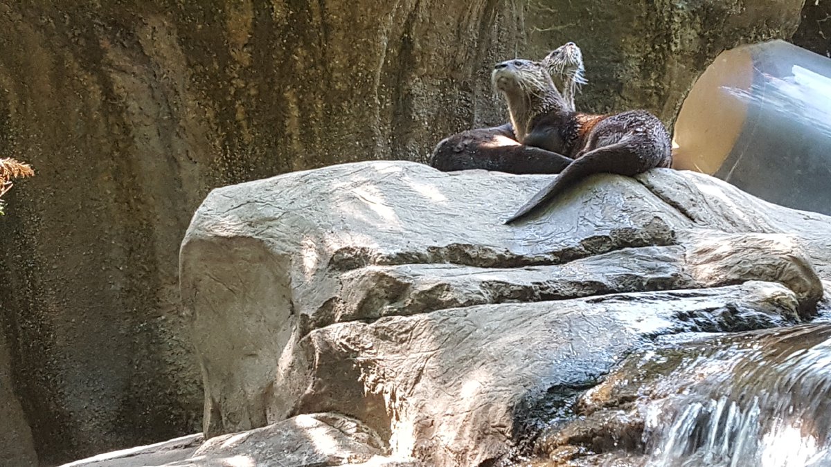 stlzoo's tweet photo. We are sad to share that beloved North American river otter Grover died at age 19 due to heart disease. He was an amazing ambassador for the Zoo and his species. Thank you to our animal care teams who provided extra special care to Grover during his golden years. https://t.co/uqPck7Cg7O