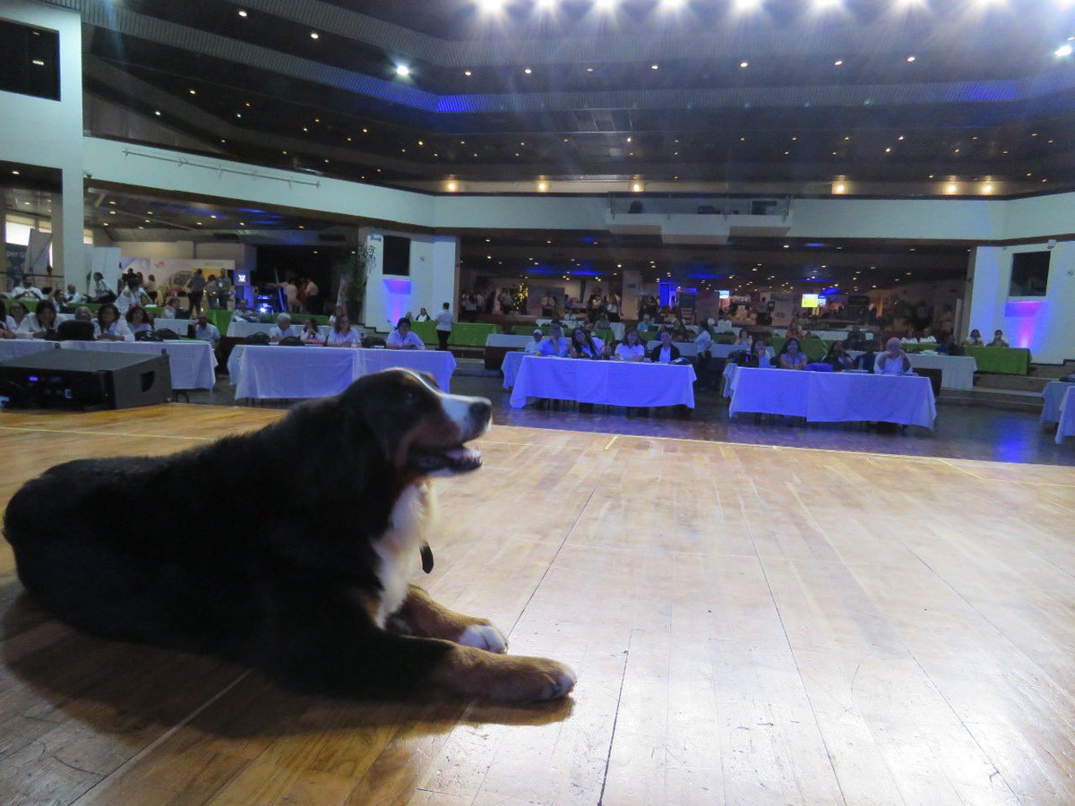 santanderbarraz's tweet photo. Junto a mi amiga Peppa, compartiendo con más de 300 administradores de edificios y conjuntos de Barranquilla, sobre tenencia de mascotas en P.H y responsabilidad social con animalitos en condición de calle. https://t.co/PIjCfu7Ij0