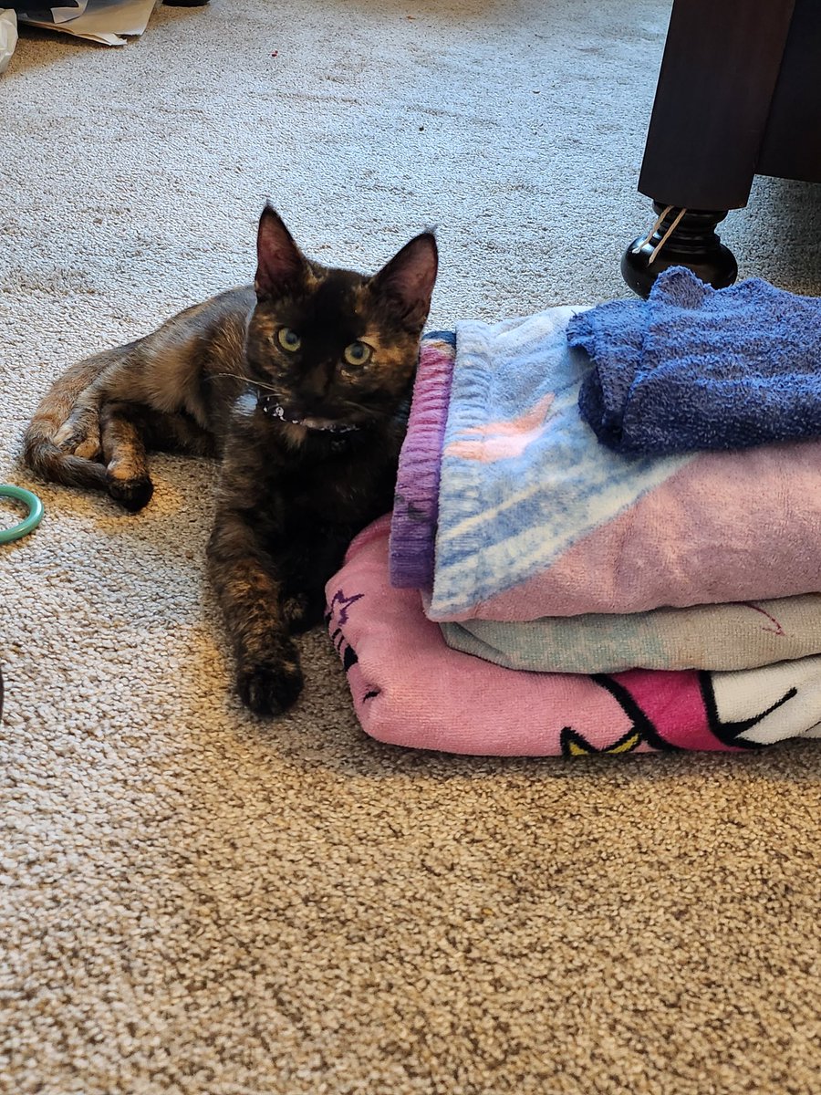 i_am_muta's tweet photo. @armills @neatmckinley I have a tortie kitty tooo! https://t.co/FV7vl3PcLj