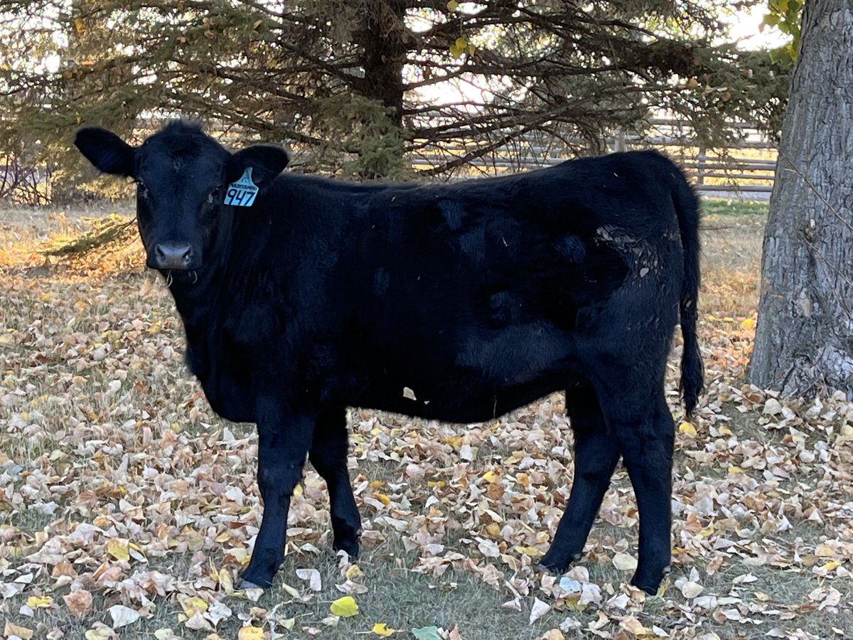 #fall #cdnangus ⁦<a href="/llbangus/">LLB Angus</a>⁩