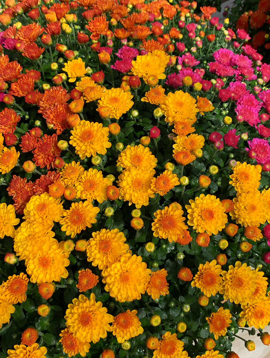 Minnesota Valley tweet media