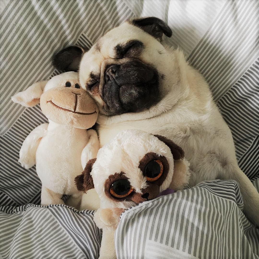 chugs_cd's tweet photo. Sleeping with my bestest buddy 💕🐶 https://t.co/8nwIGpoHmr