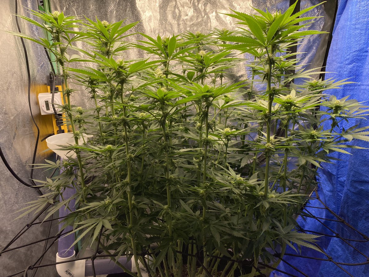 billsbud's tweet photo. Update on my mainlining plants. Today is day 18. Sugar Bomb Punch and Dos Si Dos 33. Hope everyone has a great weekend. #Mmemberville #cannabisculture #StonerFam #growyourown https://t.co/5CDW3YqVw4