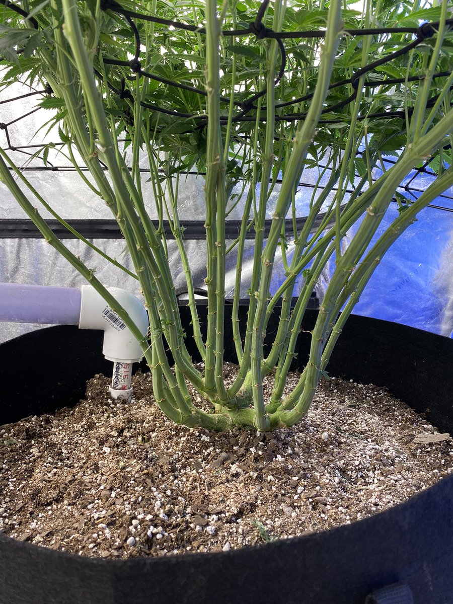billsbud's tweet photo. Update on my mainlining plants. Today is day 18. Sugar Bomb Punch and Dos Si Dos 33. Hope everyone has a great weekend. #Mmemberville #cannabisculture #StonerFam #growyourown https://t.co/5CDW3YqVw4
