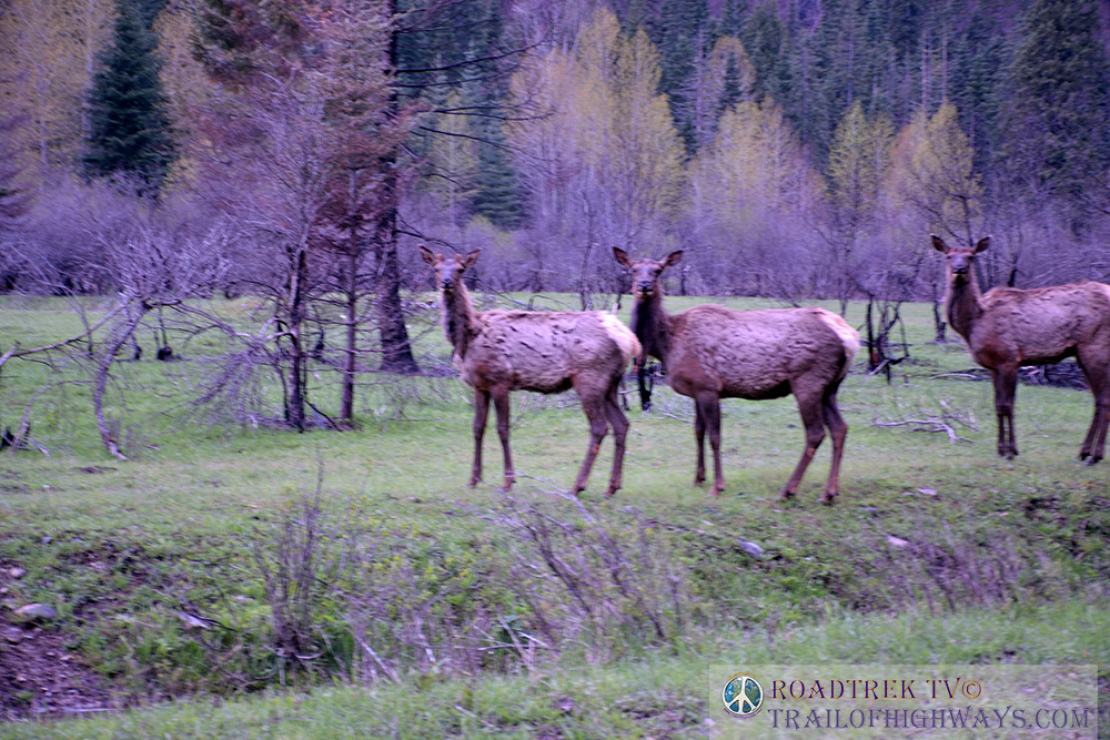 TrailofHighways's tweet photo. Heading to climb the pass out of this valley and into another, landscape and Elk glowing purple
:
#hiking #wilderness #getoutside #hikers #camperlife #travel #outdooradventure #colorado #harmonicaarch #travelandtourism #elk #idaho #montana #wildlife https://t.co/vJLScw6qLD