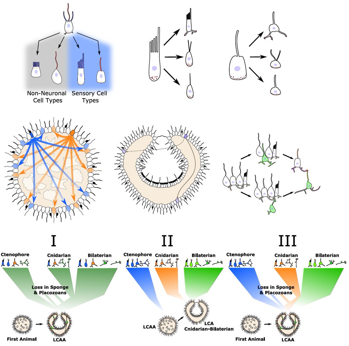 Our latest "The premetazoan ancestry of the synaptic toolkit and appearance of first neurons" is now online at #essaysinbiochemistry <a href="/PPPublishing/">Portland Press</a> doi.org/10.1042/ebc202… with <a href="/ColgrenJeffrey/">Jeffrey Colgren</a> @Sars_Centre <a href="/UiB/">Universitetet i Bergen</a>