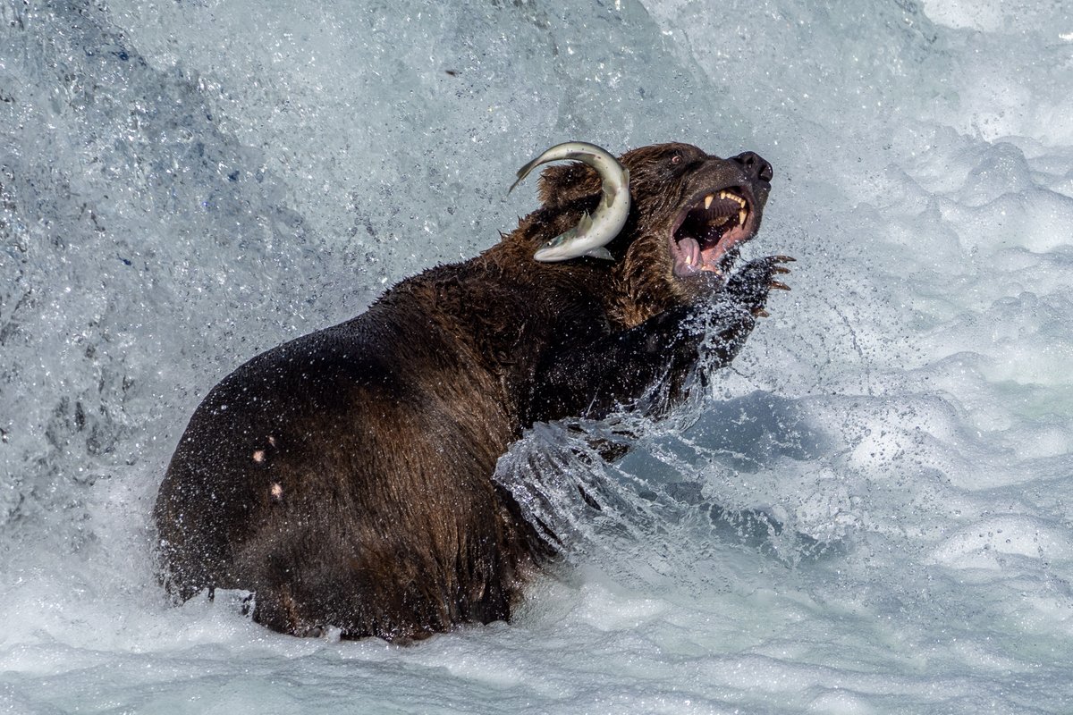 KatmaiNPS's tweet photo. Call to action:
✅ Vote!
✅ Tweet us a pic of your #FatBearWeek celebrations- bear-shaped treats, bracket parties, library displays, etc. By replying in this thread, you give permission to feature your pics in Tuesday's FBW live chat (please no humans, only bears)

Photo L. Law https://t.co/DiDNffI3ec