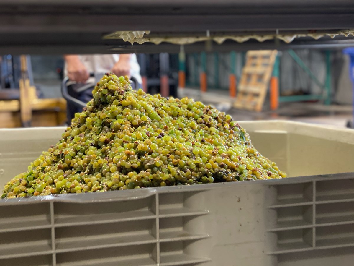 Skin contact Roussanne in the making! We look forward to sharing our 2022 vintage with you. #Opolo