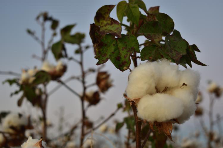 MSUExtService's tweet photo. Happy #WorldCottonDay from Stoneville, MS! 

Did you know? Mississippi planted 450,000 acres of cotton in 2021! #mscrops #MSUext 

(📸 @JacobRix_MSU) https://t.co/vLfzfo8A4j