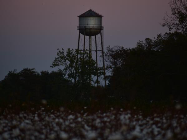 Happy #WorldCottonDay from Stoneville, MS! 

Did you know? Mississippi planted 450,000 acres of cotton in 2021! #mscrops #MSUext 

(📸 @JacobRix_MSU)