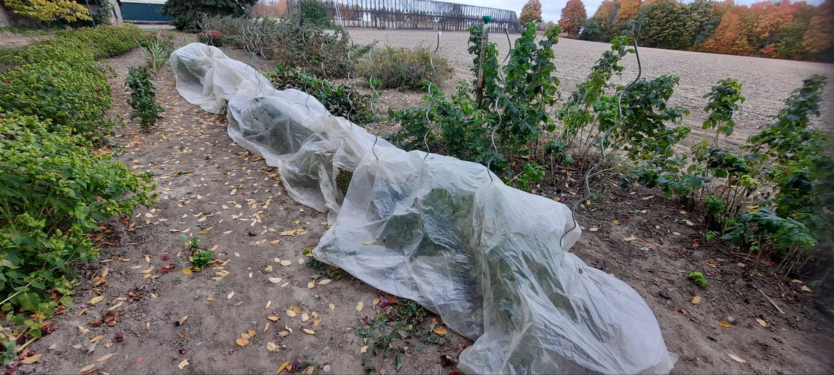 Terry Daynard tweet media