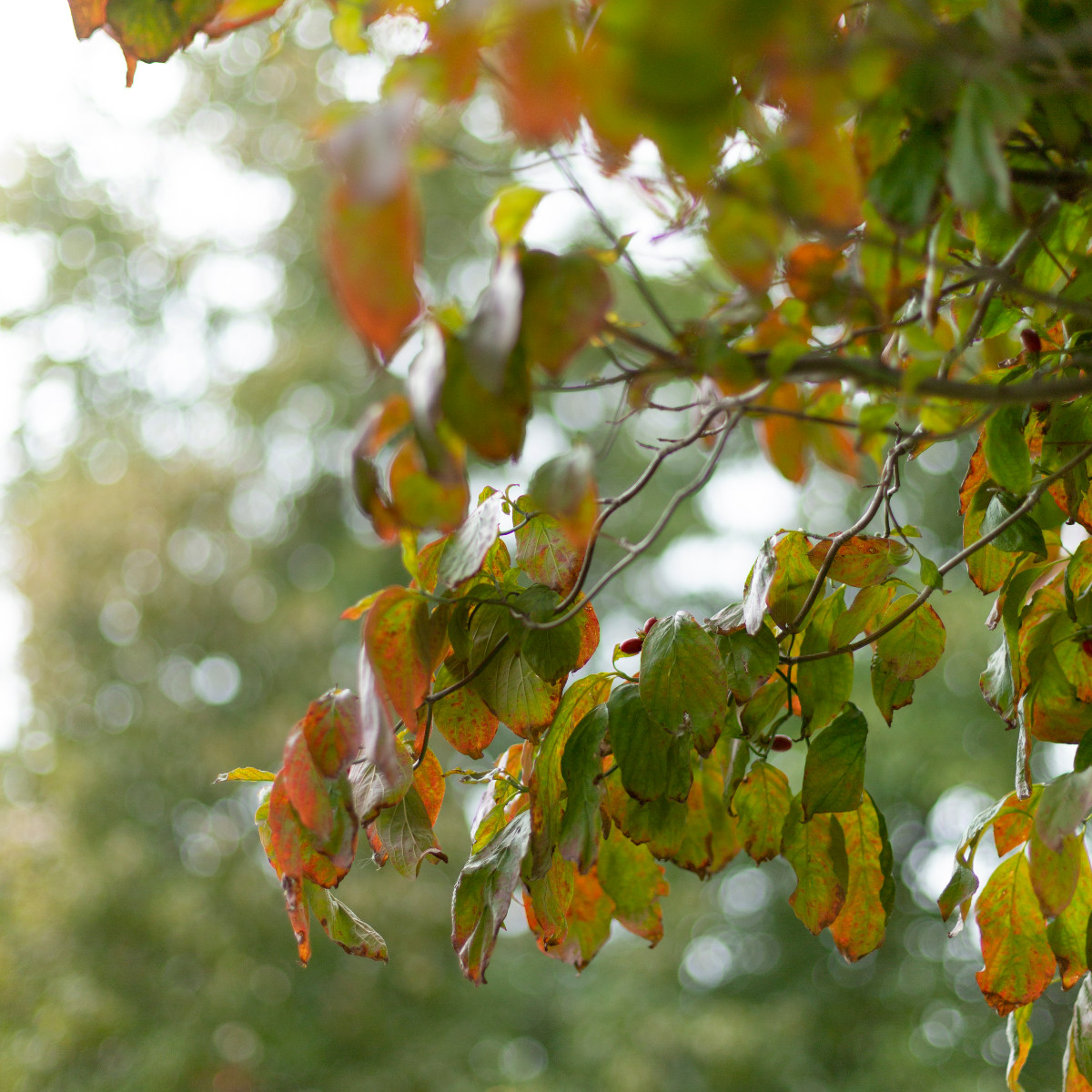 lesley_u's tweet photo. Fall Friday #Favorites from Ali Trepanier '22
🤩🌺🍁
#LesleyUniversity #Campus #FallCampus #Cambridge #CambMA #FridayVibes #FallFriday https://t.co/YB6aPq7ZQn