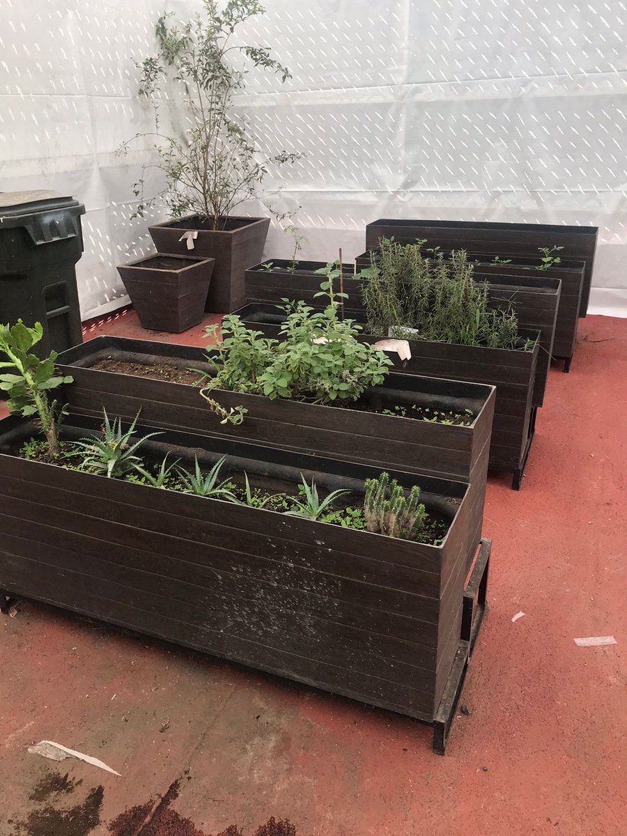 ityc_oficial's tweet photo. En esta ocasión nuestros alumnos de primaria, en su visita al Greenhouse, sembraron en tierra y algodón, y aprendieron cómo inician el proceso de crecimiento de las raíces y hacia dónde crece el tallo. 

#GreenHouse #PrimariaITYC #FelizViernes https://t.co/k9e08rSuze